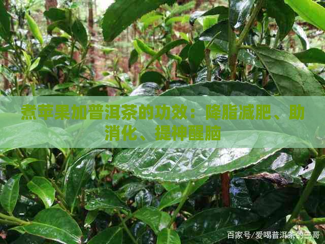 煮苹果加普洱茶的功效：降脂减肥、助消化、提神醒脑