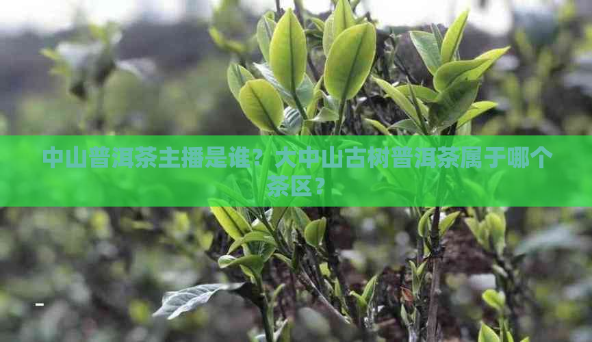 中山普洱茶主播是谁？大中山古树普洱茶属于哪个茶区？