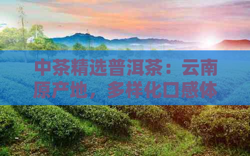 中茶精选普洱茶：云南原产地，多样化口感体验