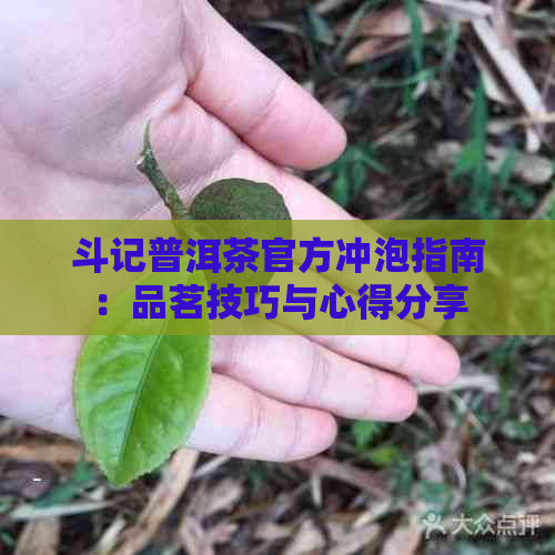 斗记普洱茶官方冲泡指南：品茗技巧与心得分享