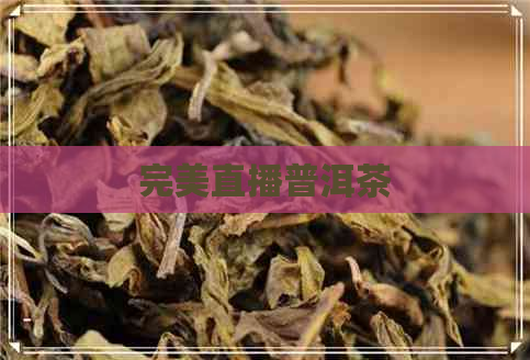 完美直播普洱茶