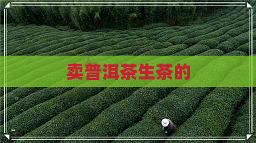 卖普洱茶生茶的