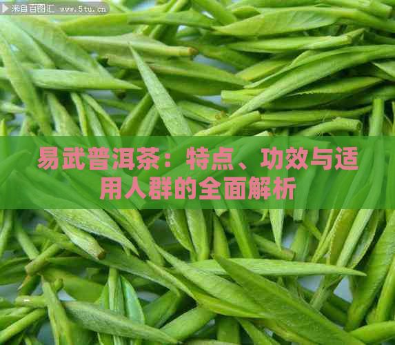 易武普洱茶：特点、功效与适用人群的全面解析