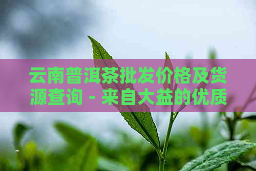 云南普洱茶批发价格及货源查询 - 来自大益的优质茶叶