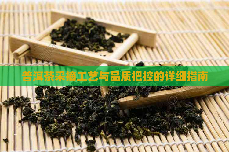 普洱茶采摘工艺与品质把控的详细指南