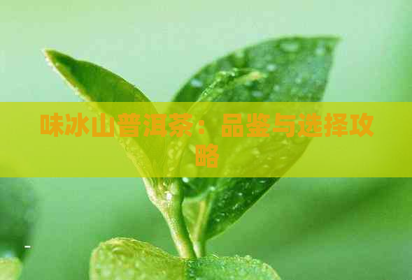 味冰山普洱茶：品鉴与选择攻略