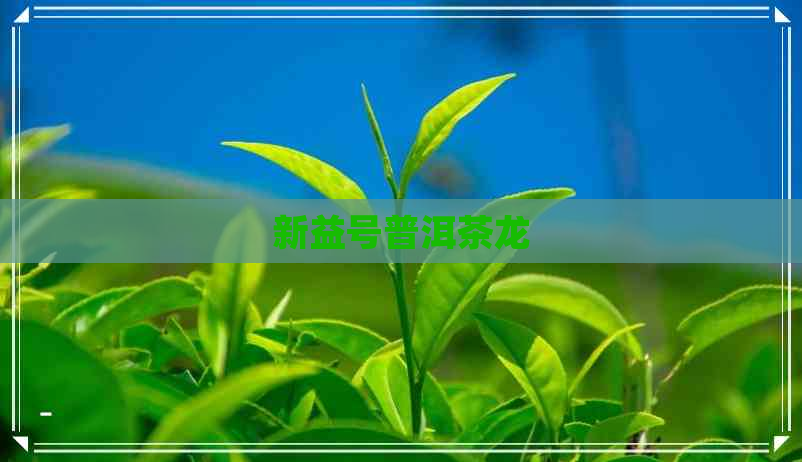 新益号普洱茶龙