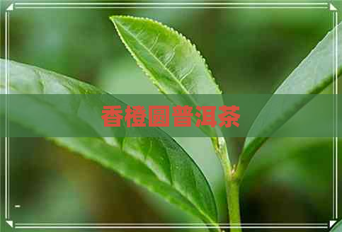 香橙圆普洱茶