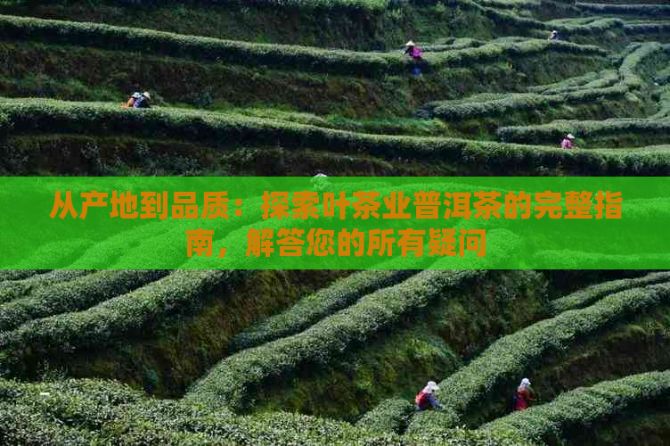 从产地到品质：探索叶茶业普洱茶的完整指南，解答您的所有疑问