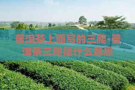 普洱茶上面写的三爬-普洱茶三爬是什么意思