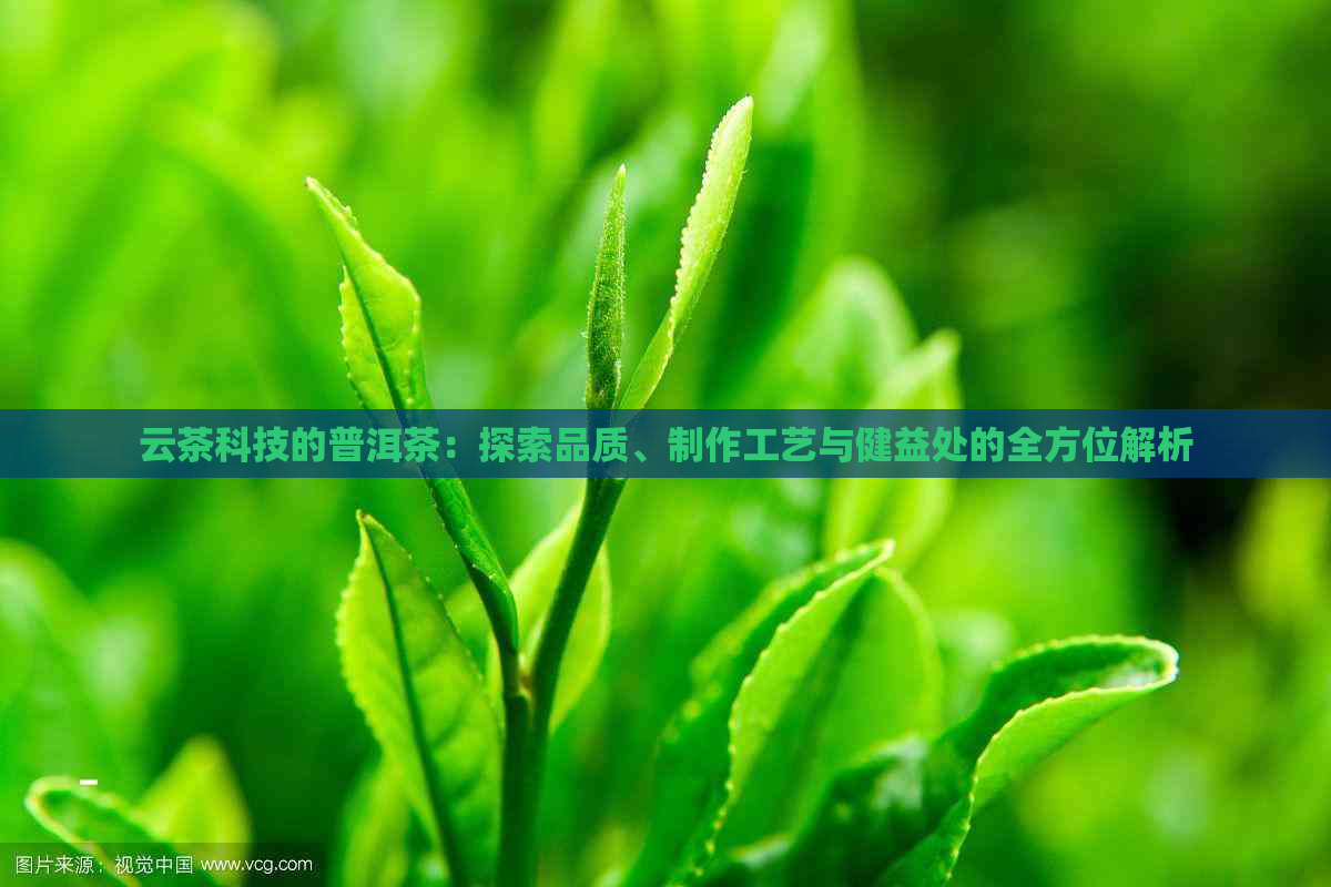 云茶科技的普洱茶：探索品质、制作工艺与健益处的全方位解析