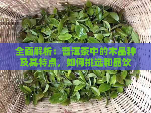 全面解析：普洱茶中的木品种及其特点，如何挑选和品饮