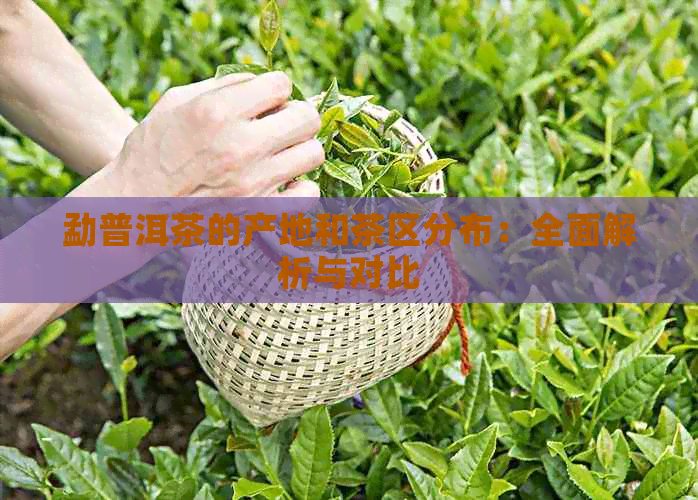 勐普洱茶的产地和茶区分布：全面解析与对比