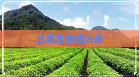 武易龙珠普洱茶