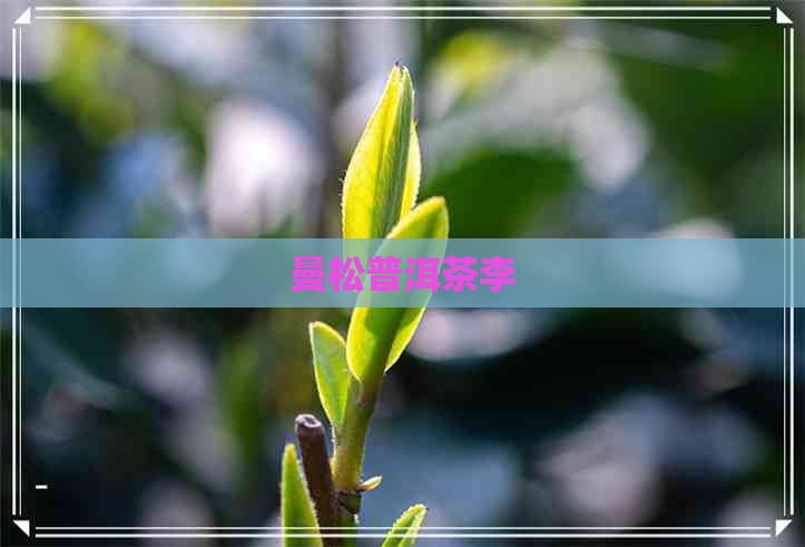 曼松普洱茶李