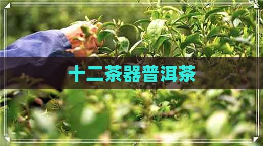 十二茶器普洱茶