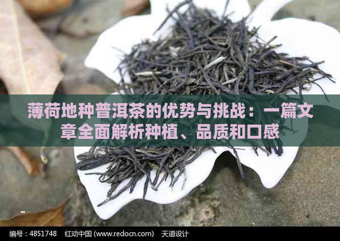 薄荷地种普洱茶的优势与挑战：一篇文章全面解析种植、品质和口感