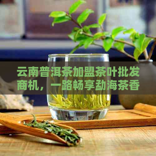 云南普洱茶加盟茶叶批发商机，一路畅享勐海茶香电话咨询