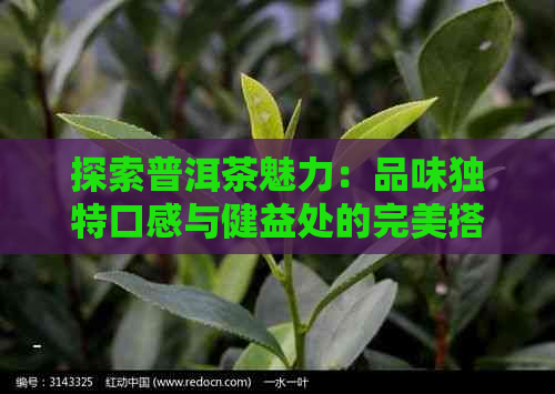 探索普洱茶魅力：品味独特口感与健益处的完美搭配