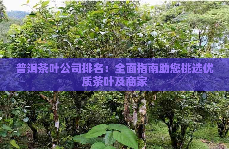 普洱茶叶公司排名：全面指南助您挑选优质茶叶及商家