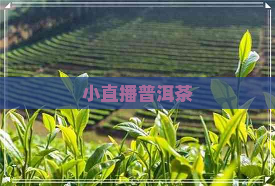 小直播普洱茶