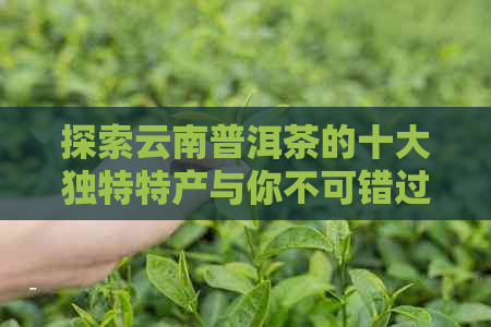 探索云南普洱茶的十大独特特产与你不可错过的味道