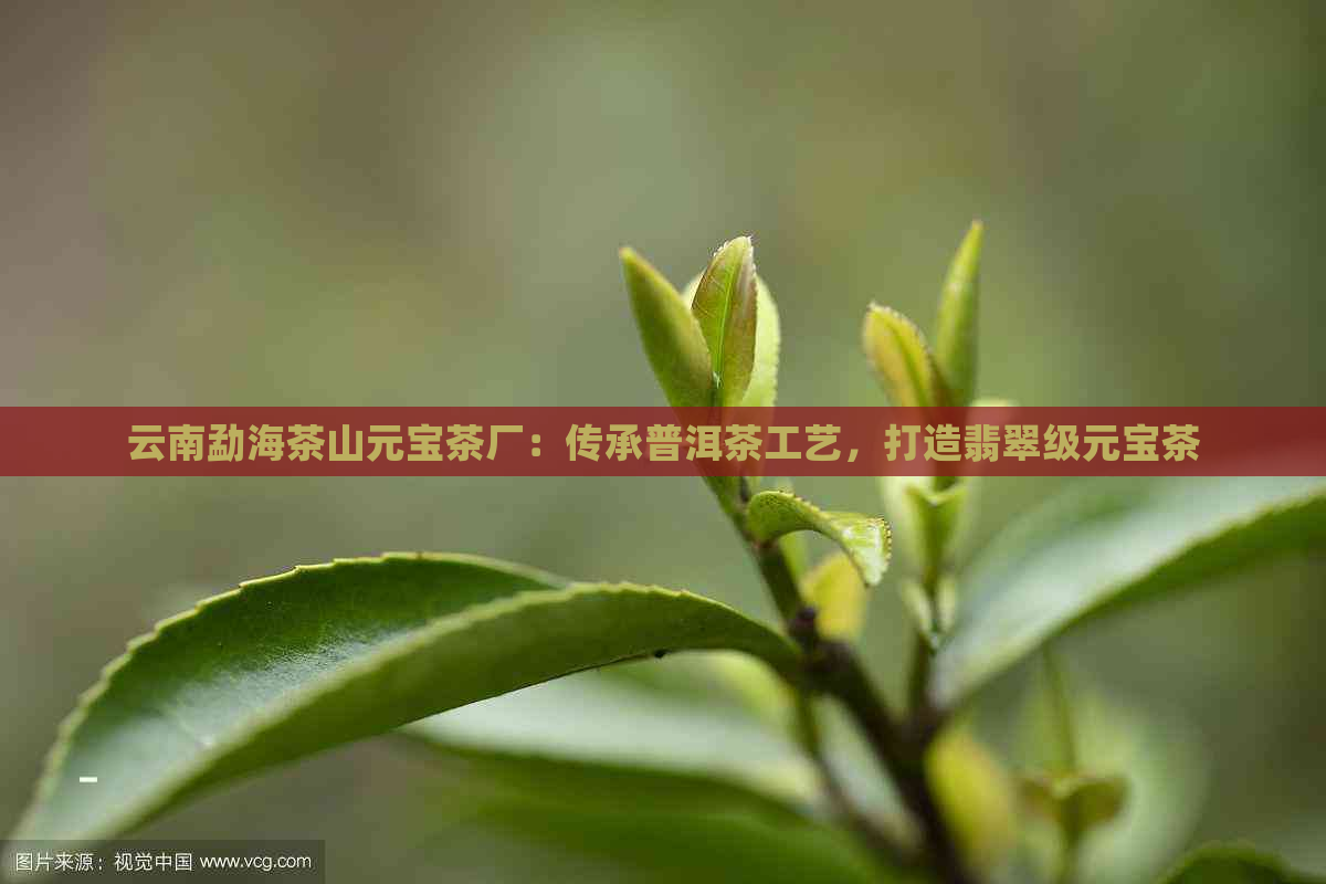 云南勐海茶山元宝茶厂：传承普洱茶工艺，打造翡翠级元宝茶