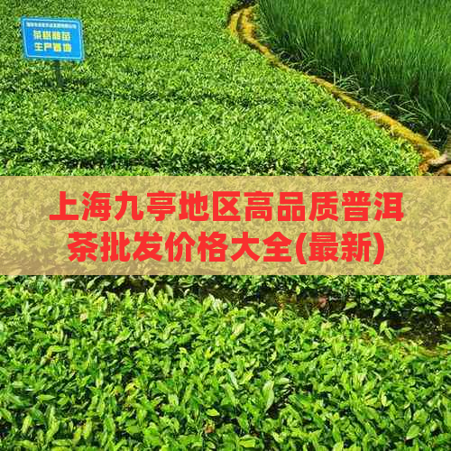 上海九亭地区高品质普洱茶批发价格大全(最新)