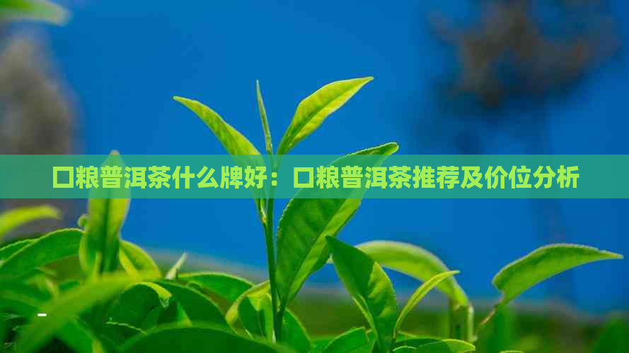 囗粮普洱茶什么牌好：口粮普洱茶推荐及价位分析