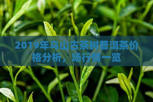 2019年乌山古茶树普洱茶价格分析，场行情一览