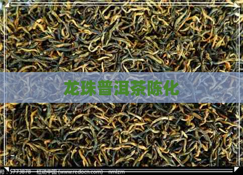 龙珠普洱茶陈化