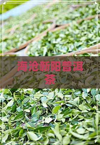 海沧新阳普洱茶