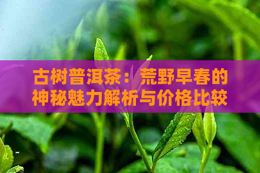 古树普洱茶：荒野早春的神秘魅力解析与价格比较