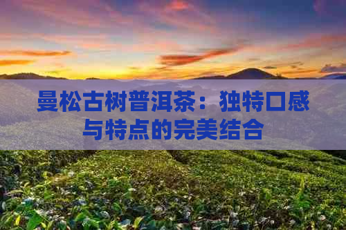 曼松古树普洱茶：独特口感与特点的完美结合