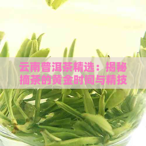 云南普洱茶精选：揭秘摘茶的黄金时间与精技艺