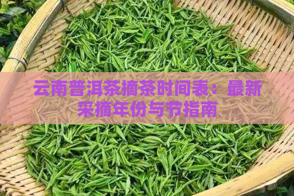 云南普洱茶摘茶时间表：最新采摘年份与节指南