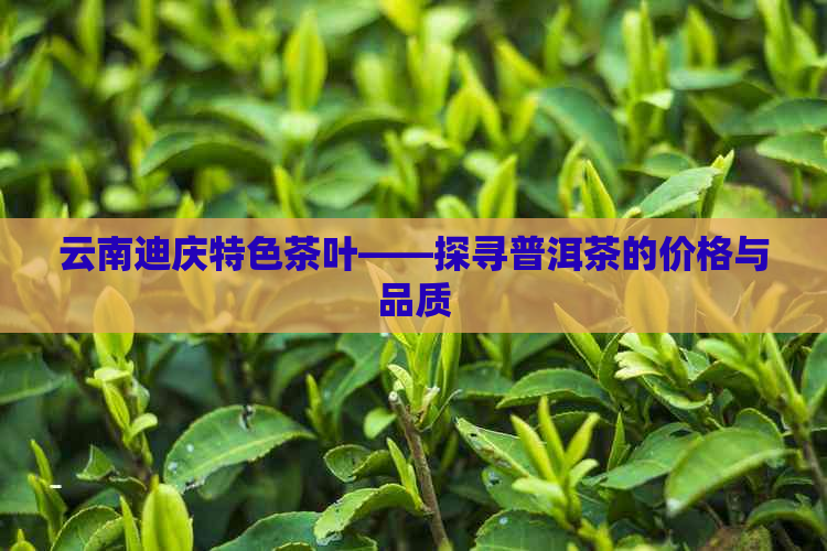 云南迪庆特色茶叶——探寻普洱茶的价格与品质