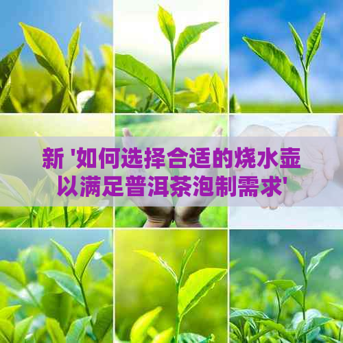 新 '如何选择合适的烧水壶以满足普洱茶泡制需求'