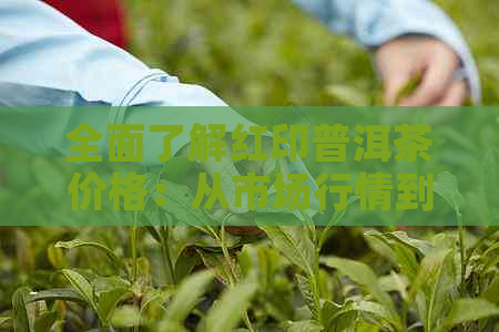 全面了解红印普洱茶价格：从市场行情到品质等级，一次搞定所有疑问