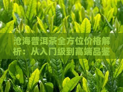 沧海普洱茶全方位价格解析：从入门级到高端品鉴，一次搞定！