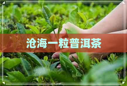 沧海一粒普洱茶