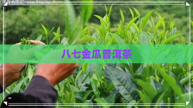 八七金瓜普洱茶