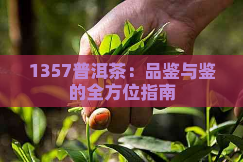 1357普洱茶：品鉴与鉴的全方位指南