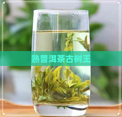 熟普洱茶古树王