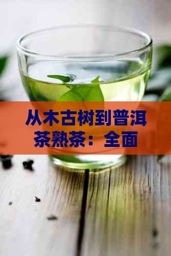 从木古树到普洱茶熟茶：全面了解普洱茶的制作与品质