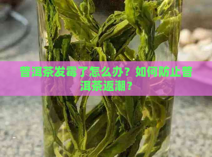 普洱茶发霉了怎么办？如何防止普洱茶返潮？