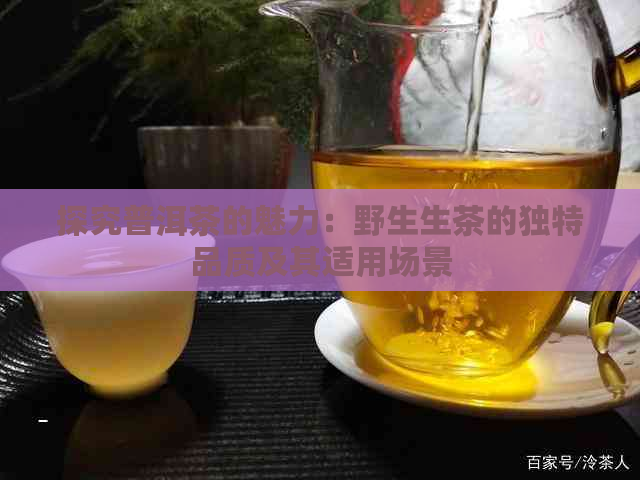 探究普洱茶的魅力：野生生茶的独特品质及其适用场景