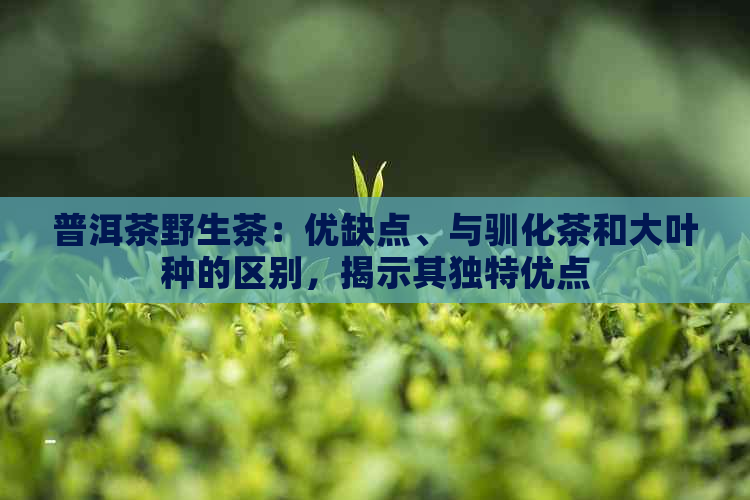 普洱茶野生茶：优缺点、与驯化茶和大叶种的区别，揭示其独特优点