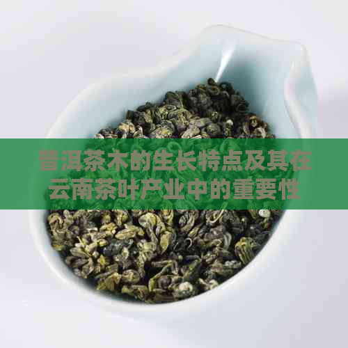 普洱茶木的生长特点及其在云南茶叶产业中的重要性