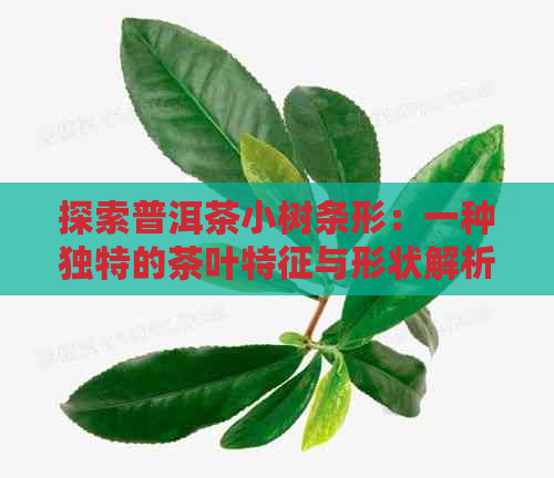 探索普洱茶小树条形：一种独特的茶叶特征与形状解析